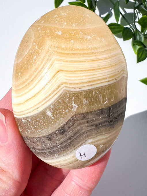 Zebra Calcite palm