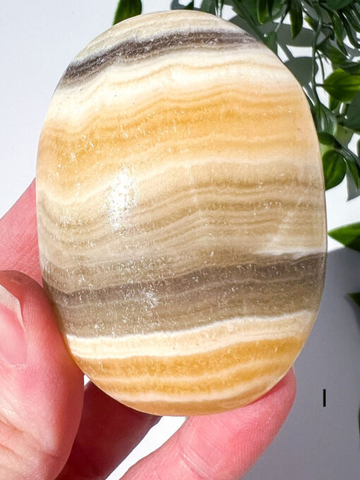 Zebra Calcite palm