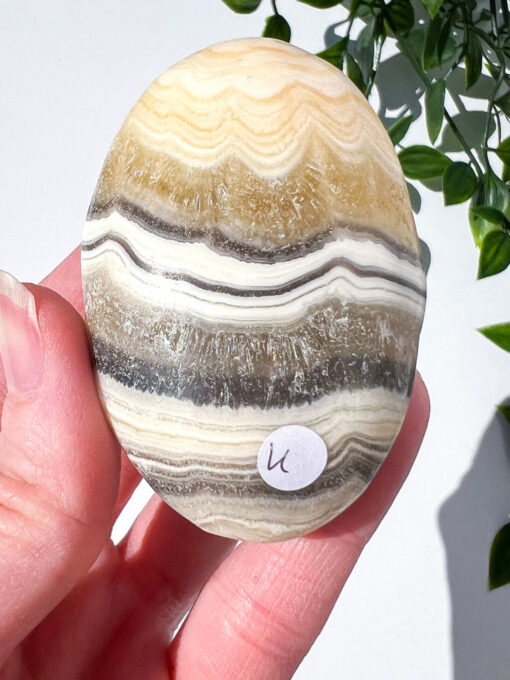 Zebra Calcite palm