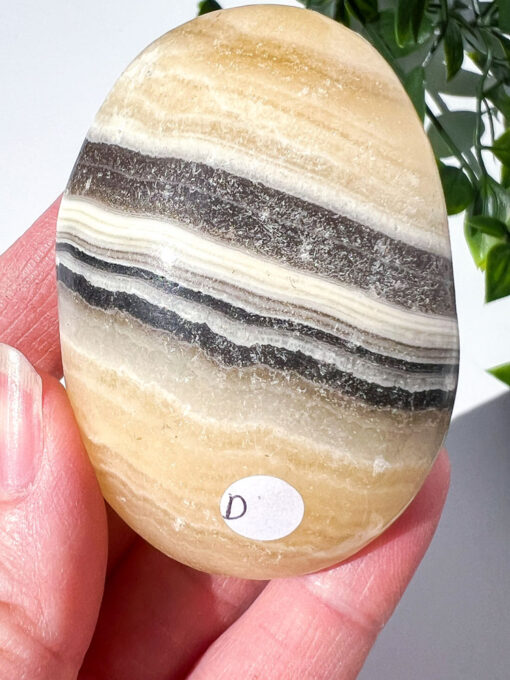 Zebra Calcite palm