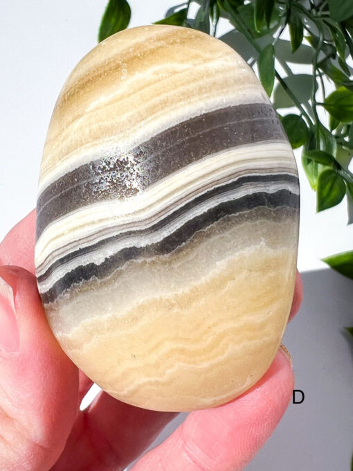 Zebra Calcite palm