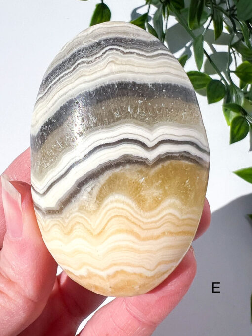 Zebra Calcite palm