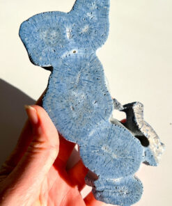 Blue Coral Specimen