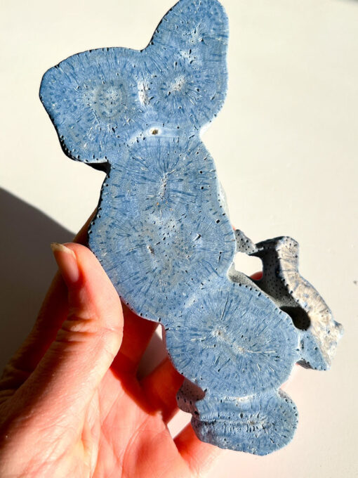 Blue Coral Specimen