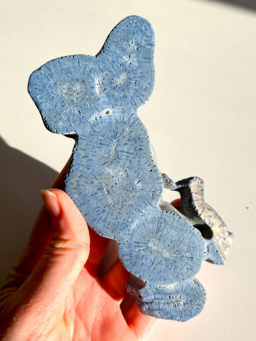 Blue Coral Specimen