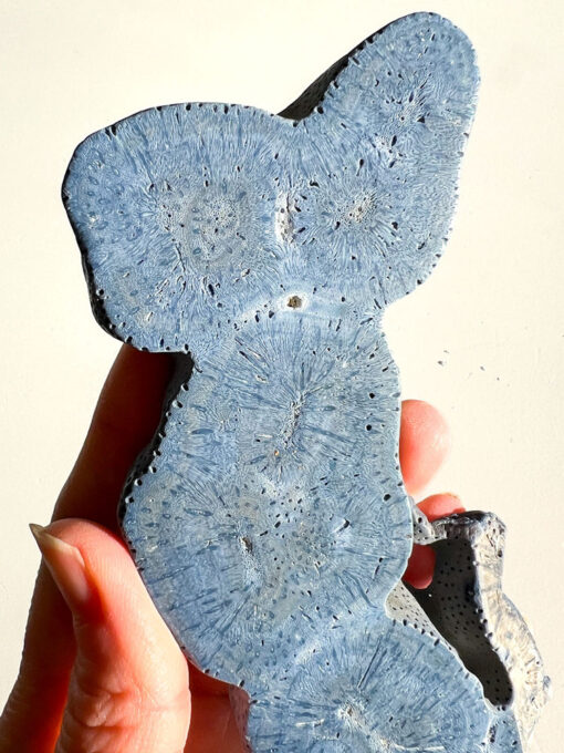 Blue Coral Specimen