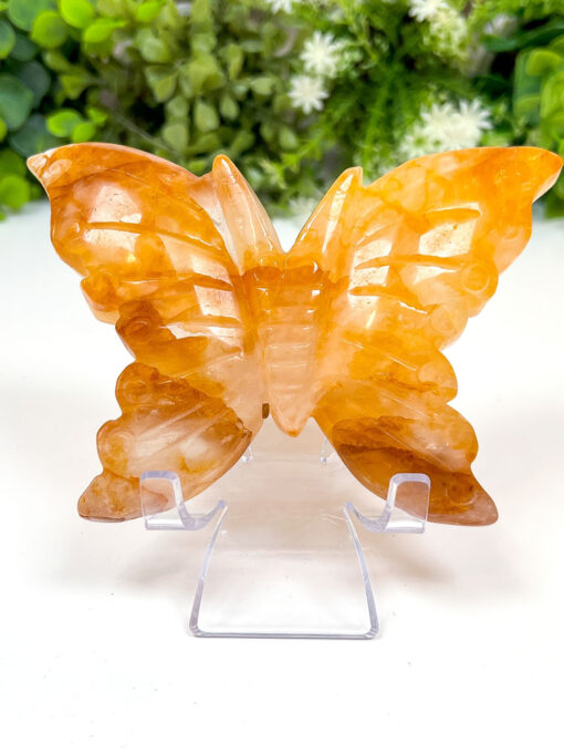 Large Golden Healer Butterfly | A