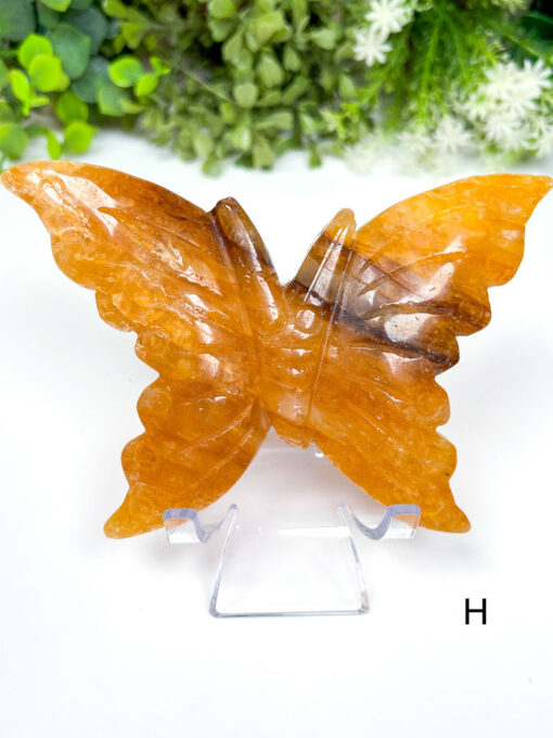 Large Golden Healer Butterfly