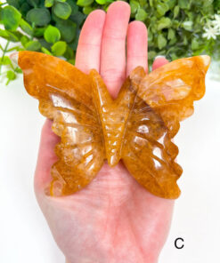 Large Golden Healer Butterfly