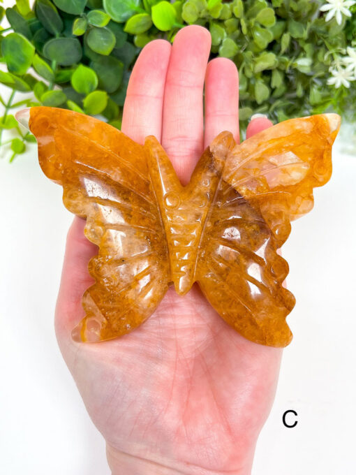 Large Golden Healer Butterfly