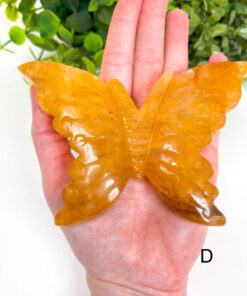 Large Golden Healer Butterfly