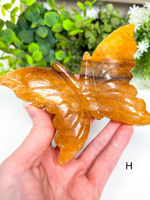 Large Golden Healer Butterfly