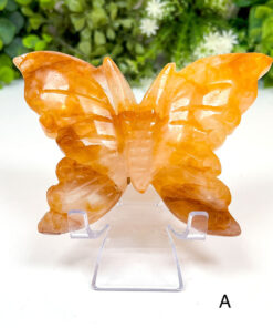 Large Golden Healer Butterfly | A