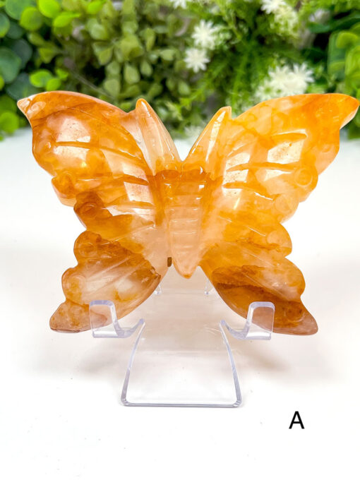 Large Golden Healer Butterfly | A