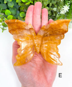 Large Golden Healer Butterfly