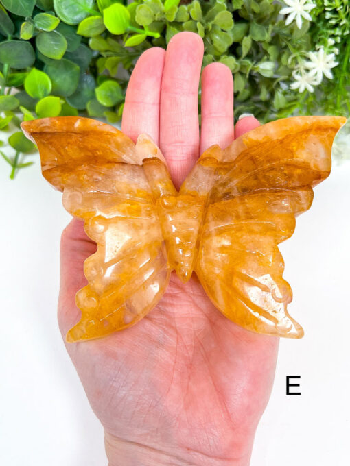 Large Golden Healer Butterfly