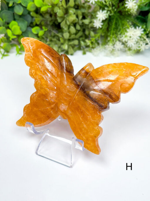 Large Golden Healer Butterfly